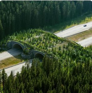 班夫野生动物通道